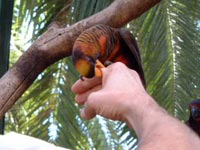 Touch the parrots