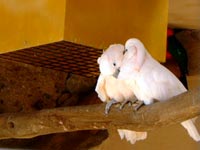 Palmitos Parrots
