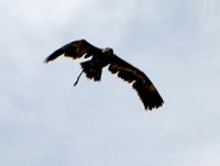 Bird of Prey Show