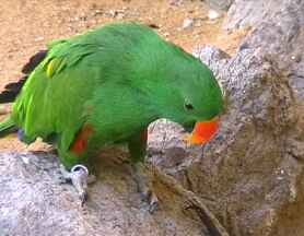 Palmitos Parrot