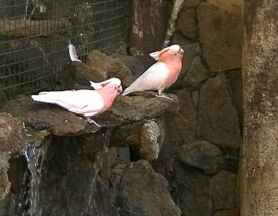 Palmitos Parrots