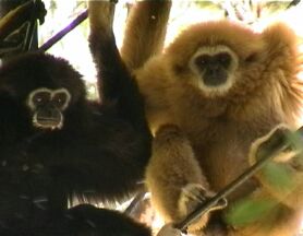 Monkeys at Palmitos Park