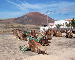 camel