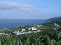Banana plantations