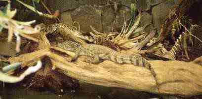 caiman - from south America