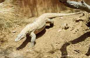 KOMONO DRAGON - this is THE LARGEST lizard in captivity !!!!