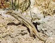 can't remember - it's a lizard !!