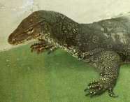 Water Monitor