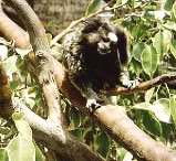 monkey in a tree !!