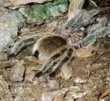turantula
